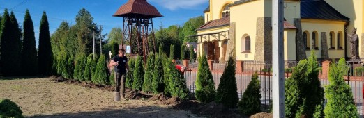 Sadzenie tui wokół budynków parafialnych